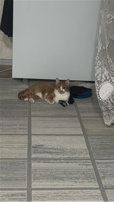 Отдам в хорошие руки котенка