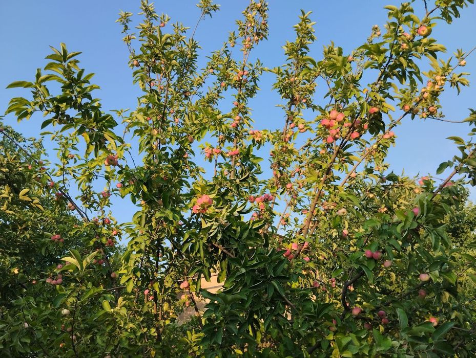 Срочно продаётся дача 6 сотох