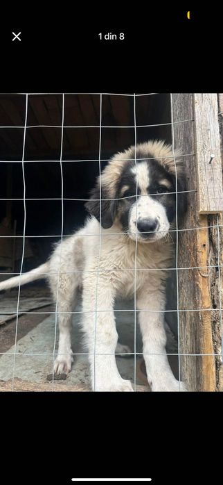 Caine ciobănesc vârstă 5 luni