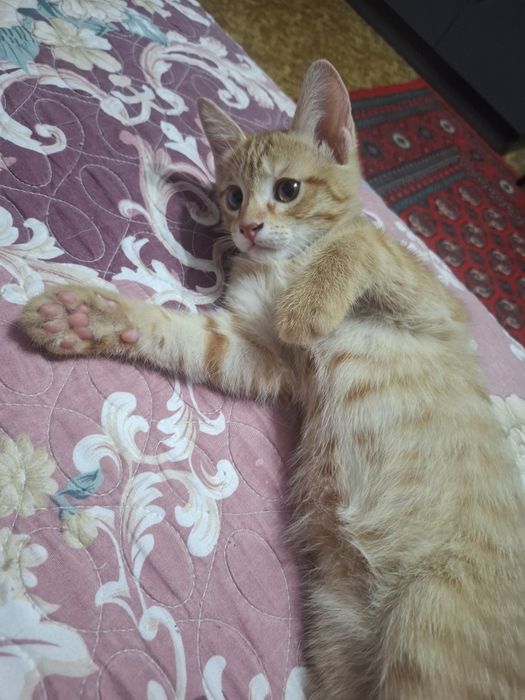 Отдам котёнок в хорошие руки