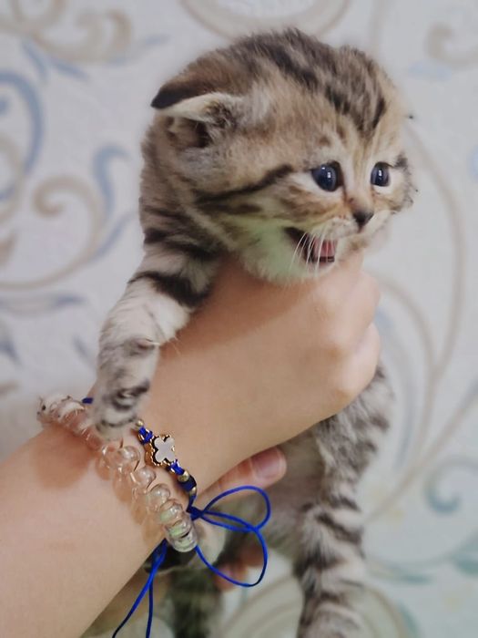 Котята породы скоттиш фолд и скоттиш страйт