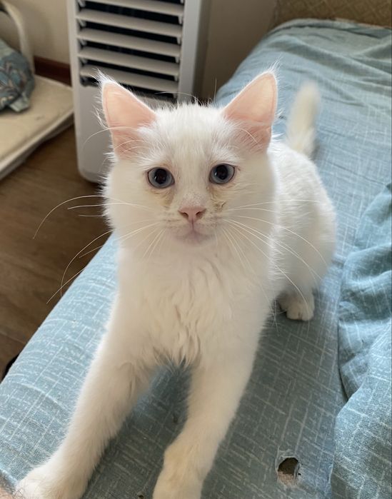 Отдам котенка 3 месяца