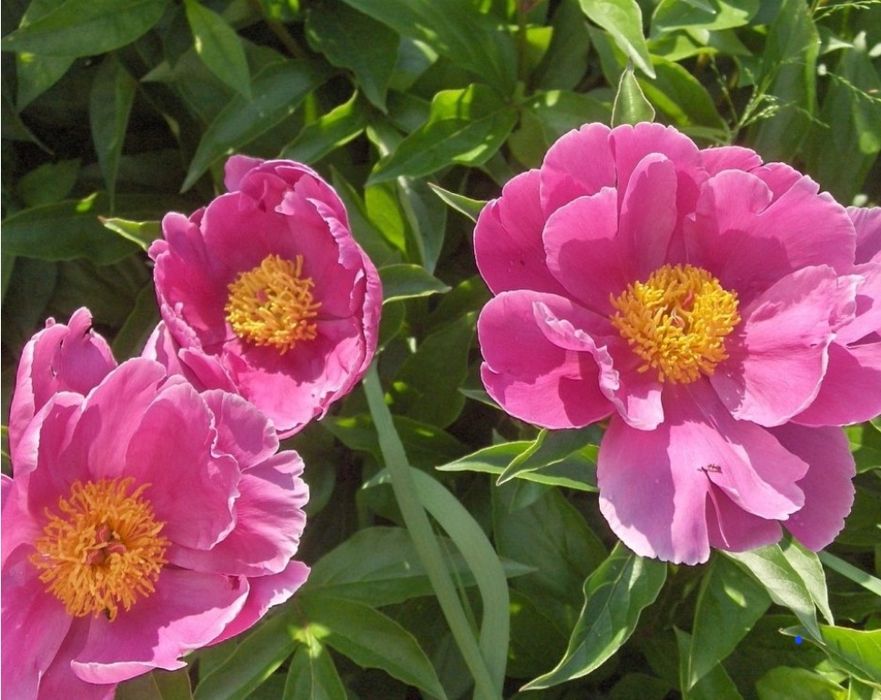 Цветы,    цветы.