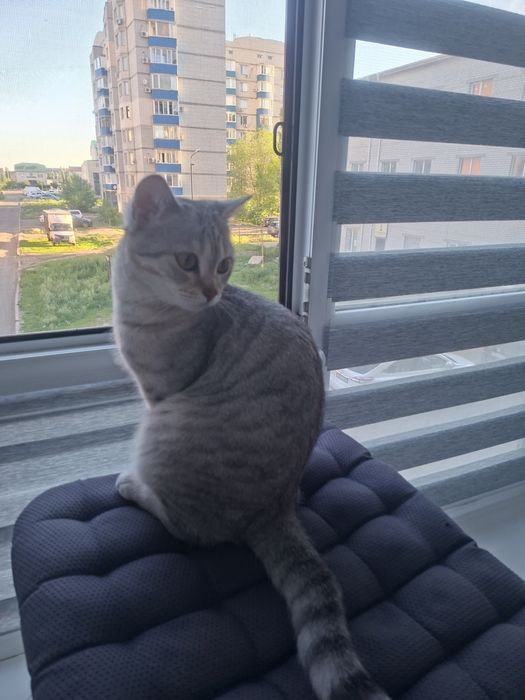 Отдам.кошечку в хорошие,добрые руки
