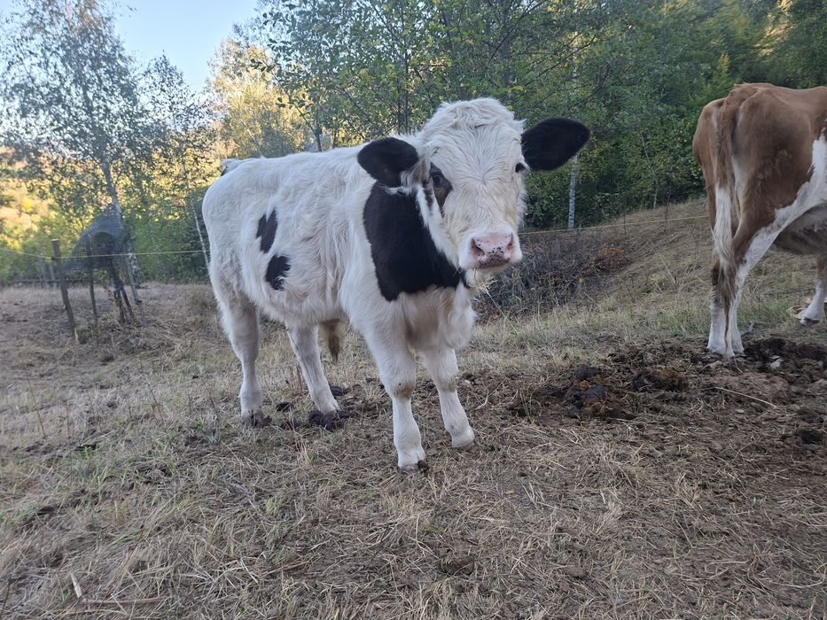 Vând vaca de trei ani cu vitel