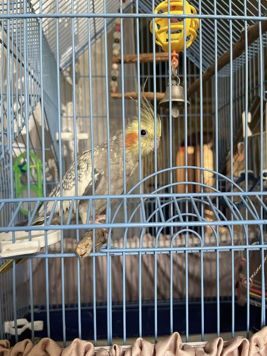 Продаю Карела Девочка