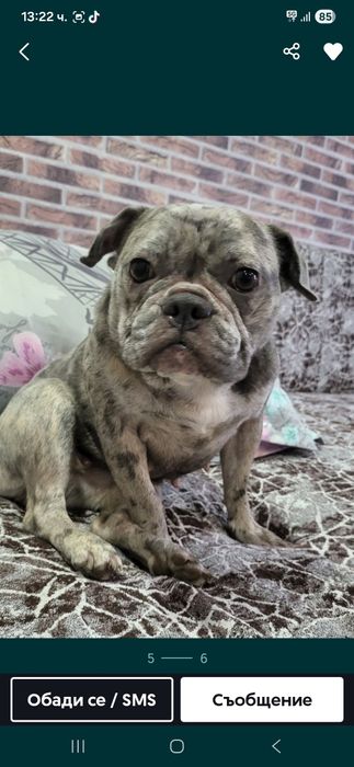 Продавам Френски Булдок