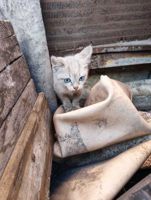 Котятам нужен дом! Срочно!