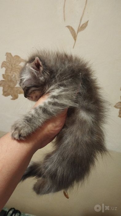 Веслоухий мальчик