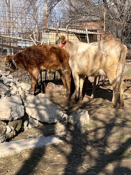 Сауынды сиыр сатылады баласы еркек