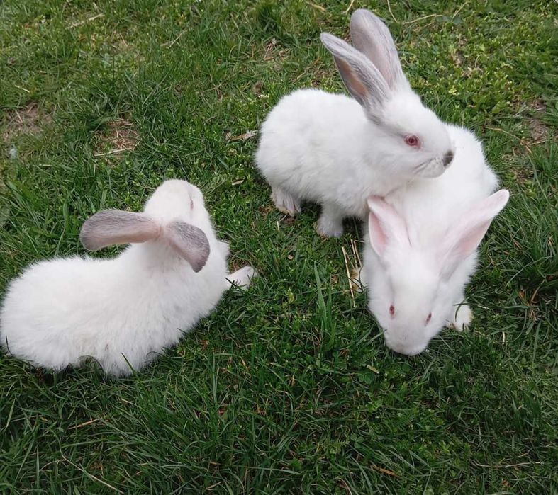 Iepurași drăguți de Paște