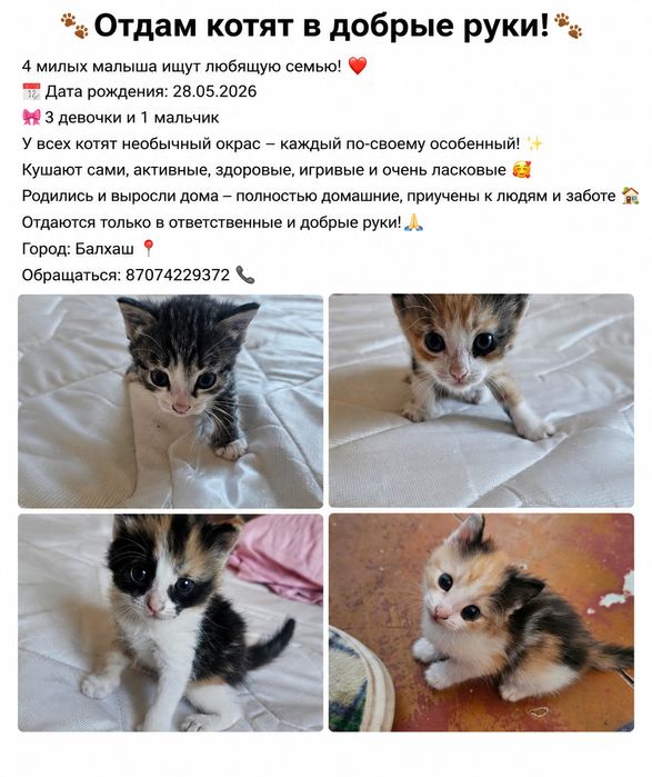 Отдаем котят в добрые руки
