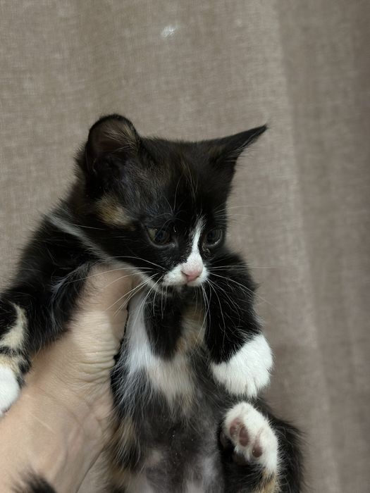 Котята в поисках дома