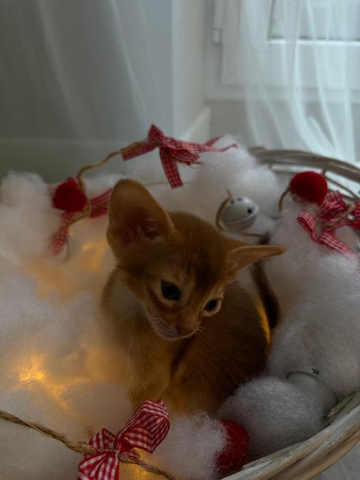 Абиссинские котята