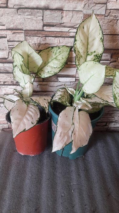 Аглаонема  комнатные