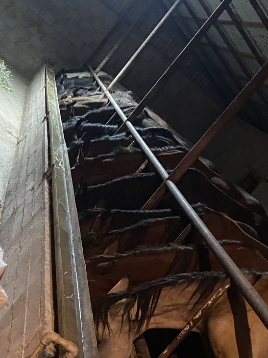 Жылқы сатылады.  Продам лошадь