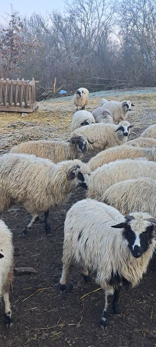 Oi de vanzare oile sunt si fatate din ele