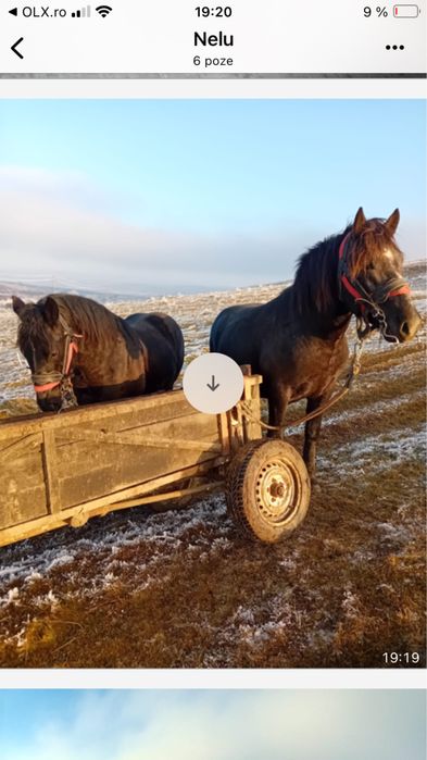 Vand manji de 1 an si 8 luni