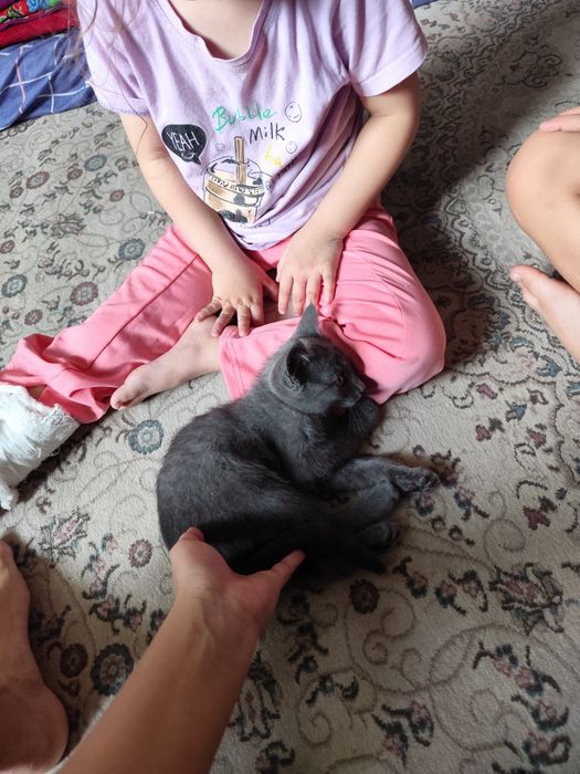 отдам котика в хорошие ручки