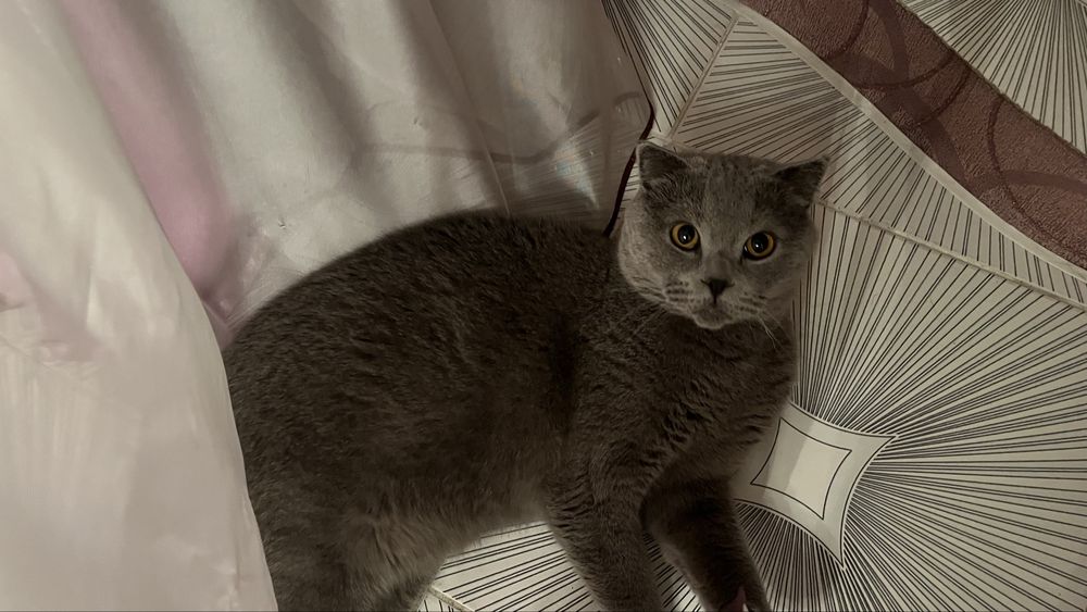 Продам хорошего кота