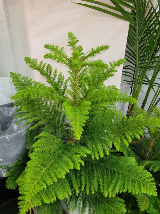 Араукария. Комнатное хвойные растение