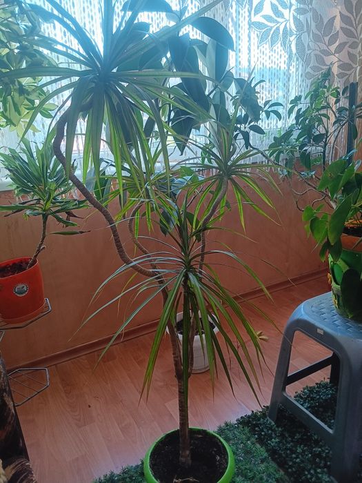 Продавам Палма драцена друг вид