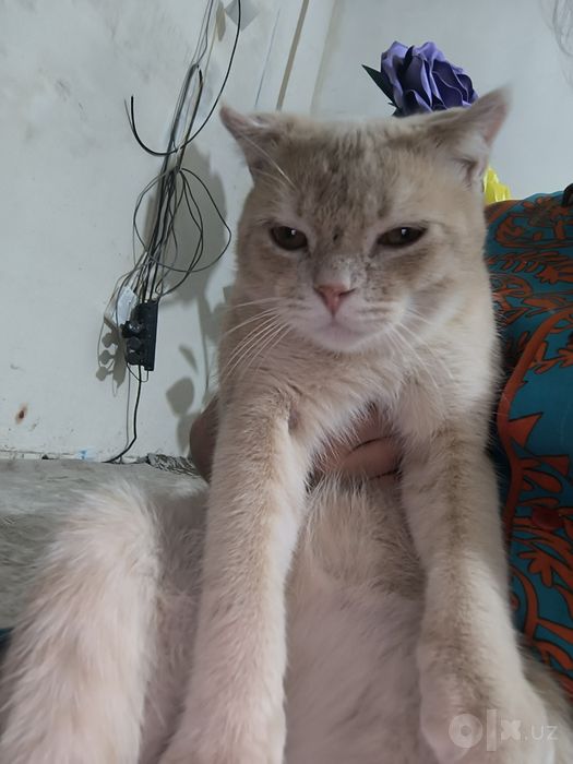 Шиншилла 8ойлик мушук