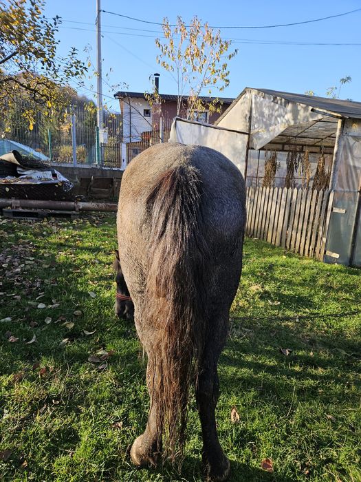 Cal deres ,vârstă 2 ani