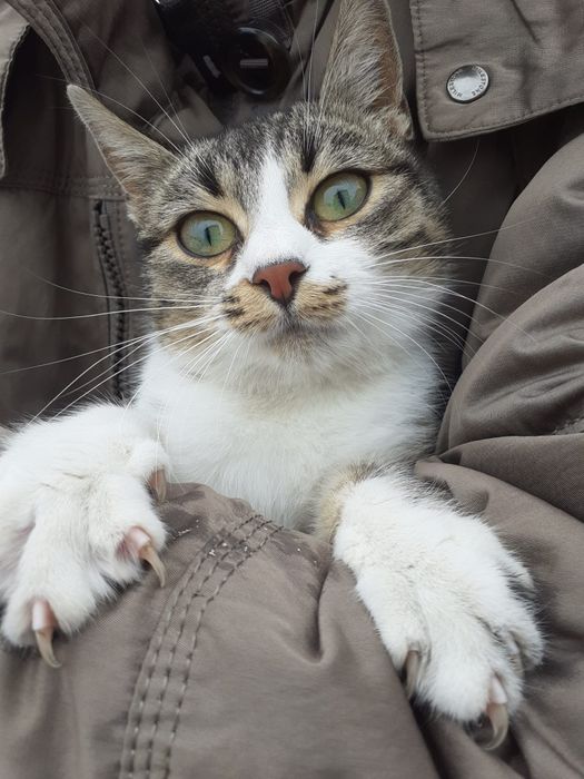 подаряват се котенца