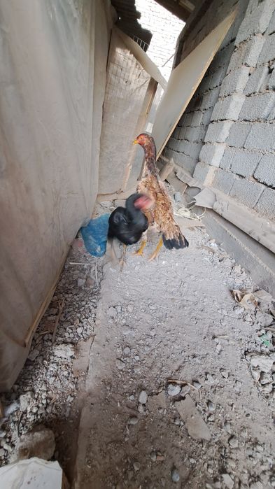 Yosh makionla sotiladi