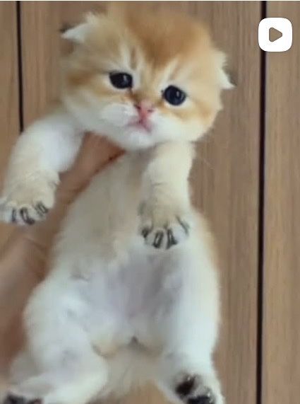 Золотые котята фолды