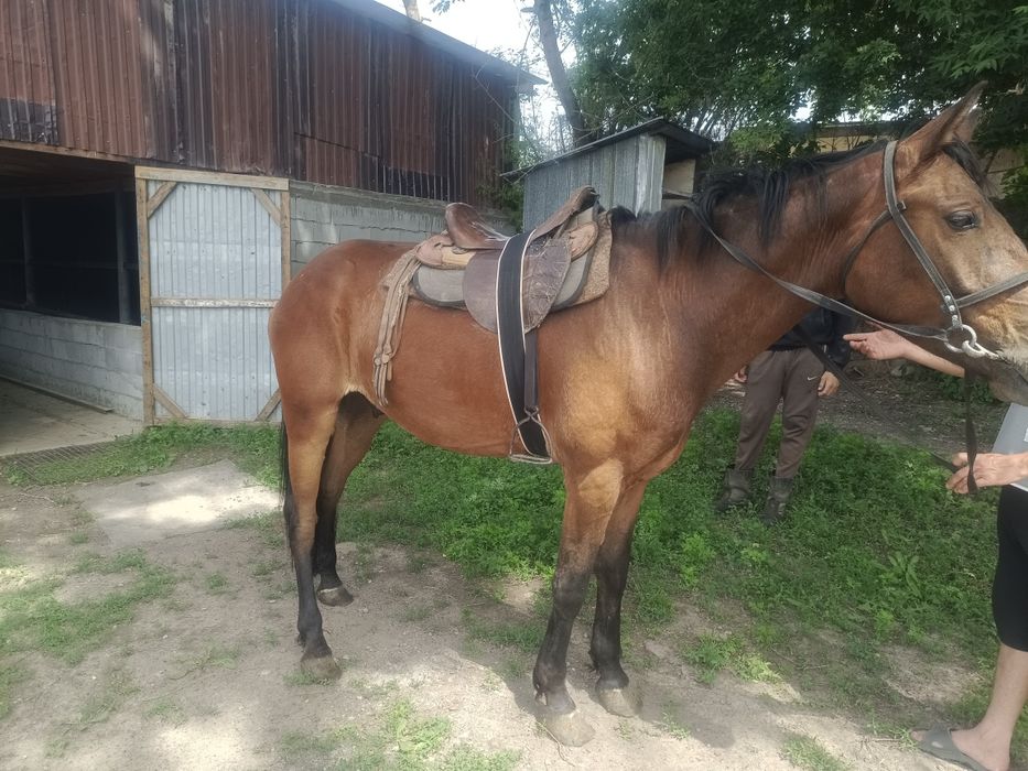 Жылкы сатылады.        Продам