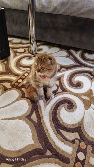 Mushuk sotiladi skotish fold