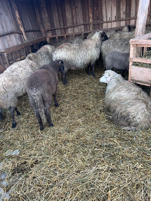 Oi si miei de vânzare