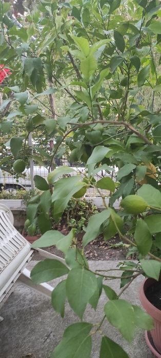 Лимонови дръвчета