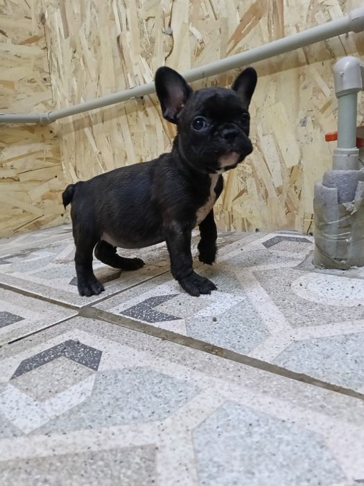 Французский бульдог