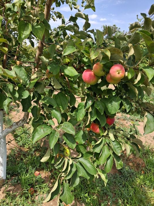 Дача на первой водоколонке. Вьезд во вторые ворота