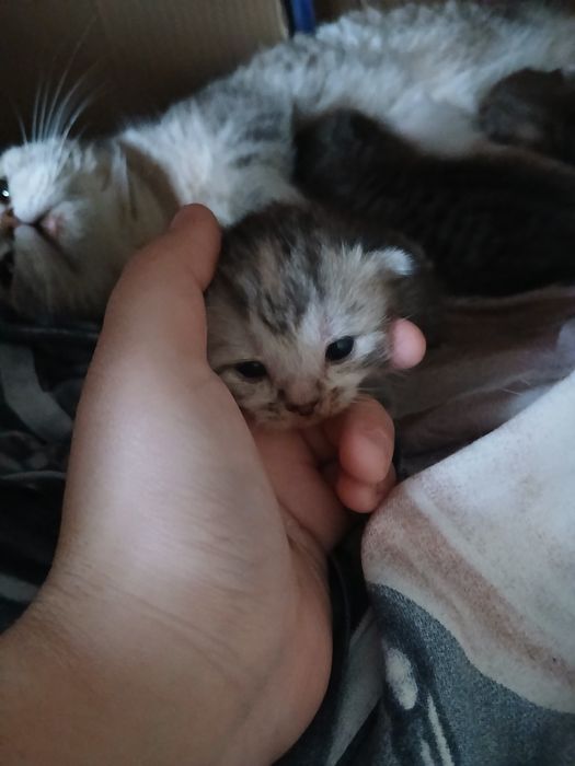 Шотландские котята