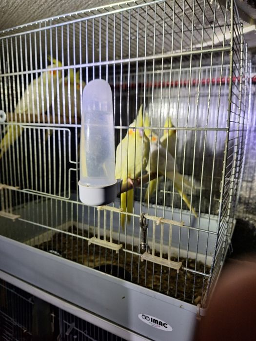 Papagali rosella, nimfe, peruși
