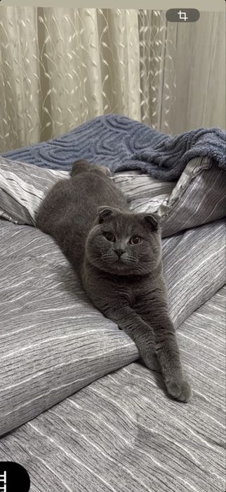 Вязка скотиш фолд