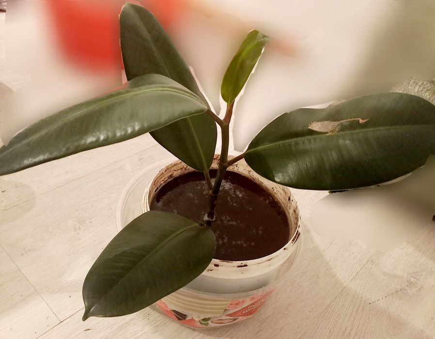 Продам фикусы крупнолистные