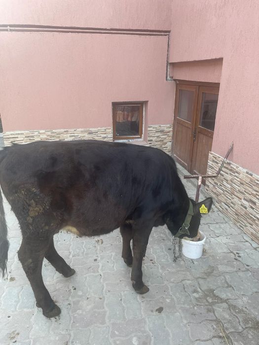 Vând vitea de 4luni