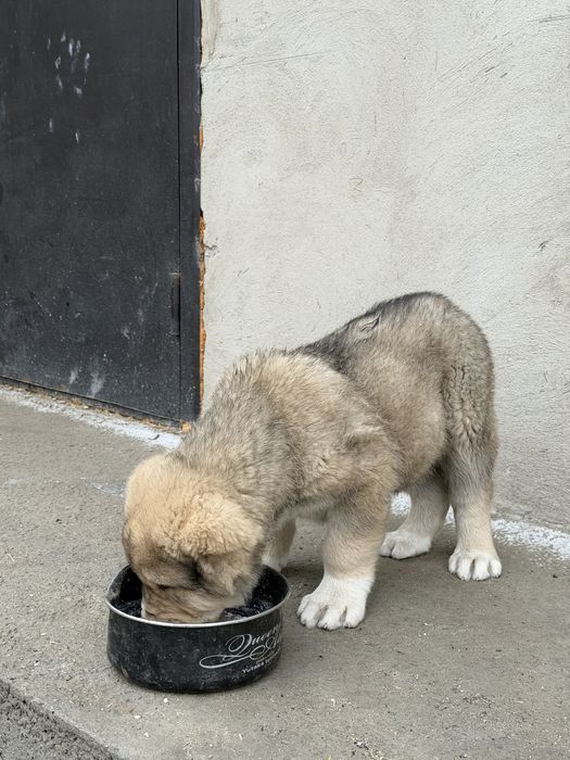 Күшік сатылады қаны жақсы