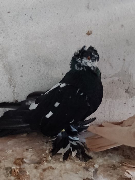 De vânzare porumbei