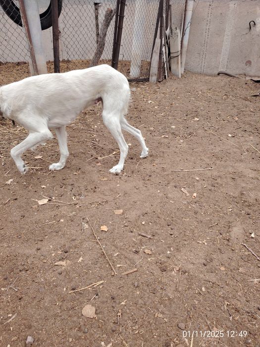 Тазы ұрғашы сатылады