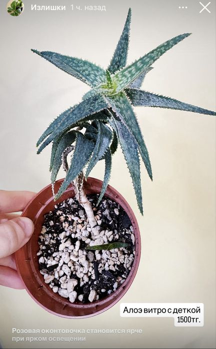 Peperomia hope, суккуленты