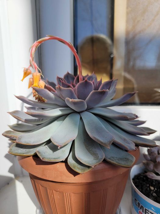 С у к к у л е н т ы.