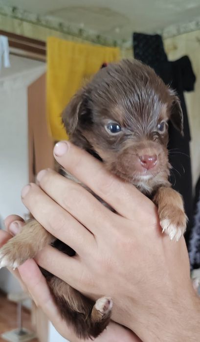 Отдам  даром в добрые руки