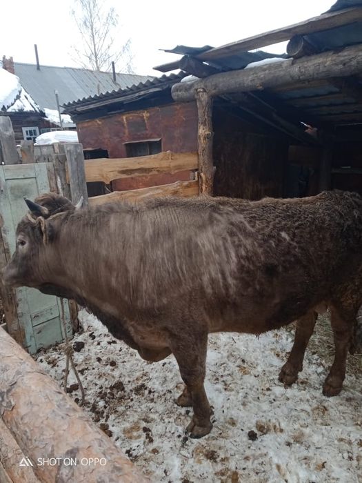 Продам быка 2-года