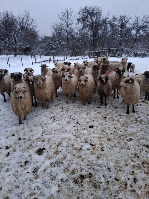 Vând 32 de oi 17 cu mei si 15 gata sa fete